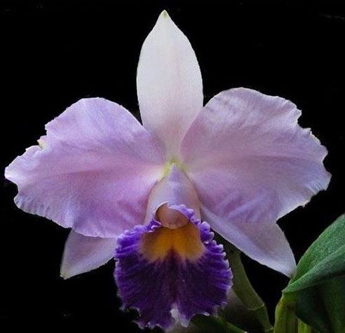 Laeliocattleya Hiroshima Melody 'Blue Genie'
