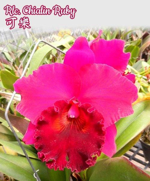 Rhyncholaeliocattleya Chialin Ruby