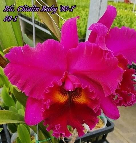 Rhyncholaeliocattleya Chialin Ruby '88-1'
