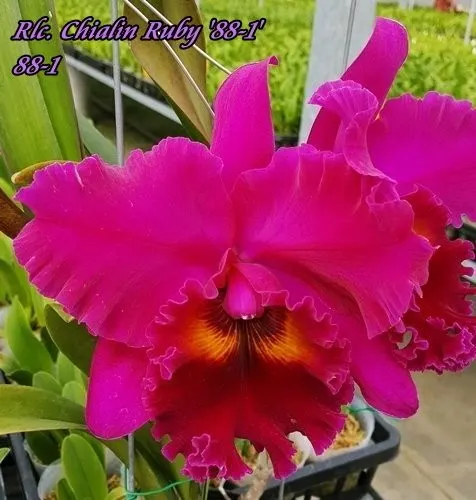 Rhyncholaeliocattleya Chialin Ruby '88-1'