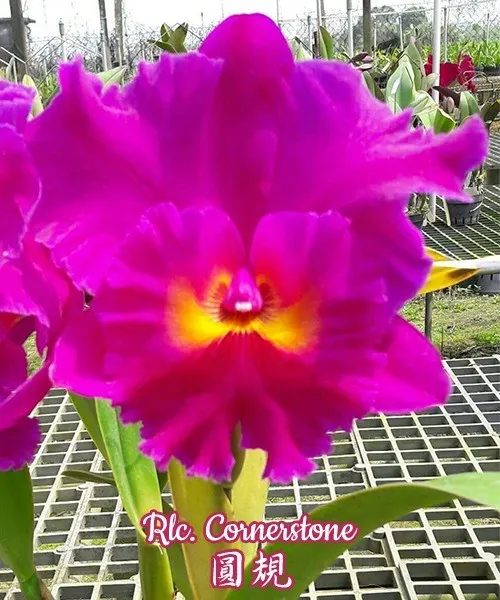 Rhyncholaeliocattleya Cornerstone