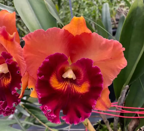 Rhyncholaeliocattleya Focus Taiwan 'Persimmon'