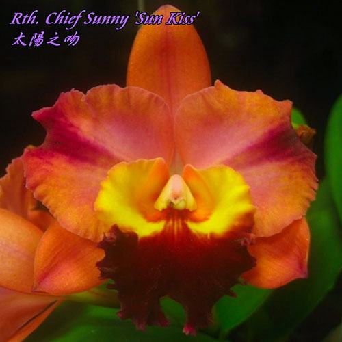 Cattleya Chief Sunny 'Sun Kiss'