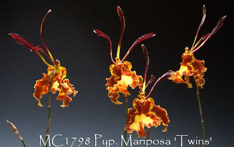 Psychopsis Mariposa 'Twins'