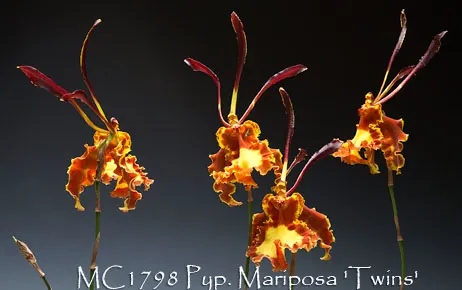 Psychopsis Mariposa 'Twins'