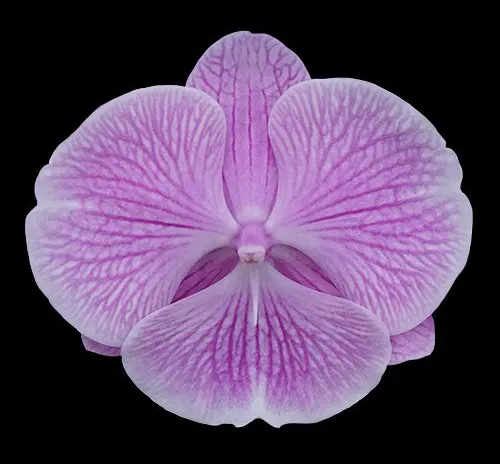 Phalaenopsis Miki Pink Planet '173'