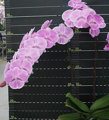 Phalaenopsis Miki Pink Planet '173'
