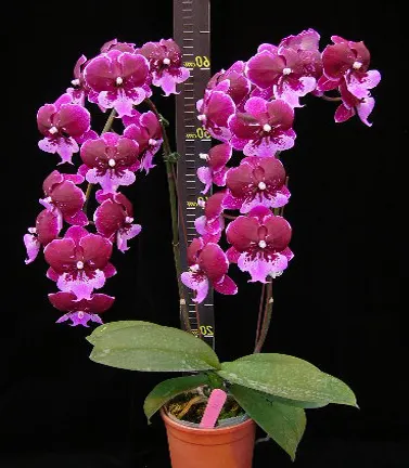 Phalaenopsis Chia Shing Hot Kiss '256'