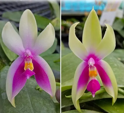 Phalaenopsis bellina 'Fire' x sib