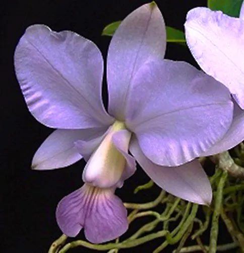 Cattleya walkeriana blue x sib