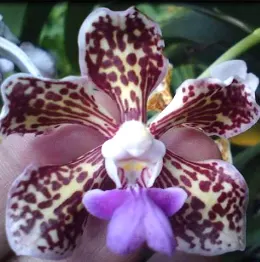 Vanda tricolor coerulea