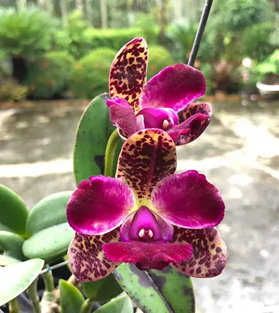 Cattleya Penny Kuroda x Jungle Gem