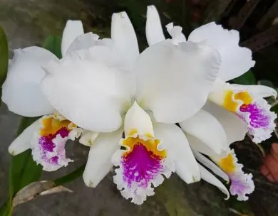 Cattleya mossiae var semi-alba 'M-15'