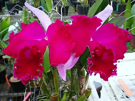 Sophrolaeliocattleya Empress of Mercury 'Guo Lun'