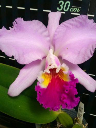 Cattleya mendelii x sib