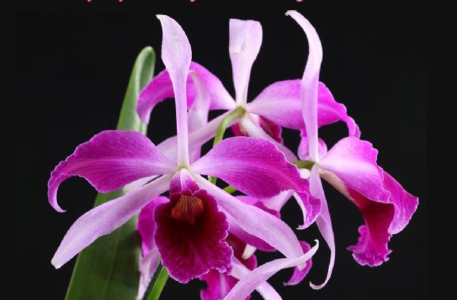 Laelia purpurata flamea-sanguinea x sib