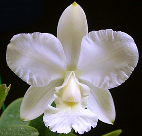 Cattleya walkeriana alba x sib
