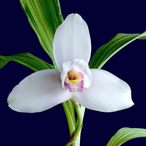 Lycaste virginalis