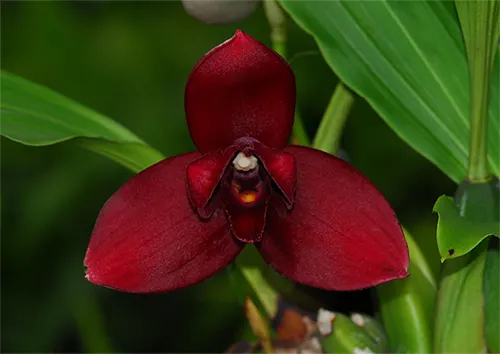 Lycaste Maria Liz
