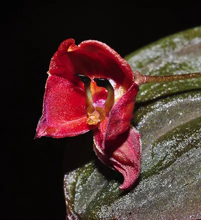 Lepanthes lucifer