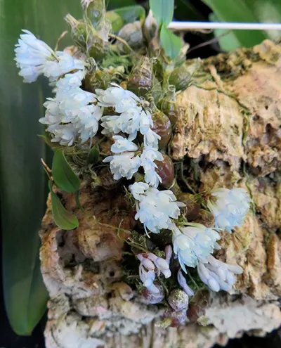 Dendrobium leucocyanum