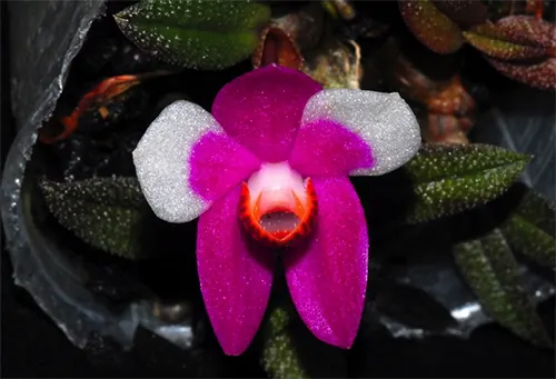 Dendrobium cuthbertsonii pink x purple and white