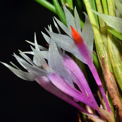 Dendrobium hellwigianum x hellwigianum Warren