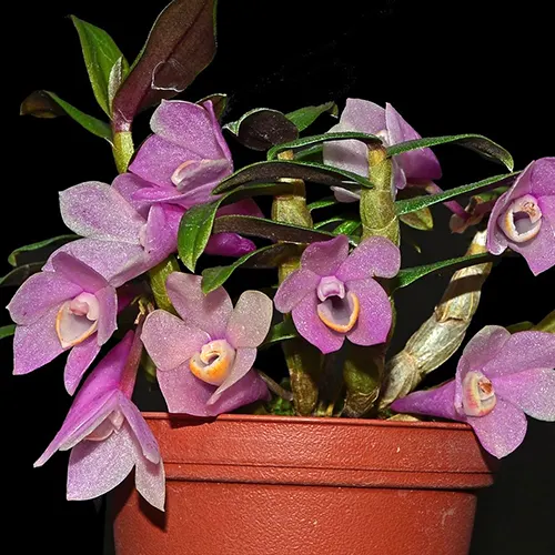 Dendrobium Gaetan Minet