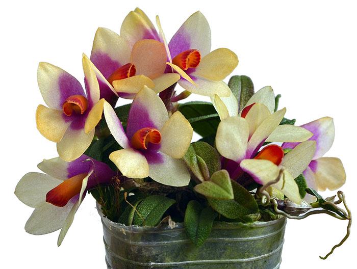 Dendrobium Nagomi yellow light red