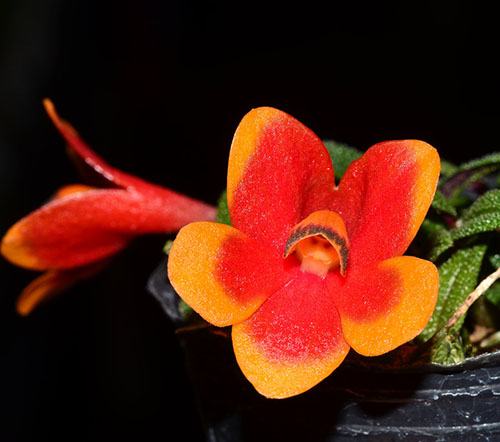 Dendrobium cuthbertsonii var Pepe 002927