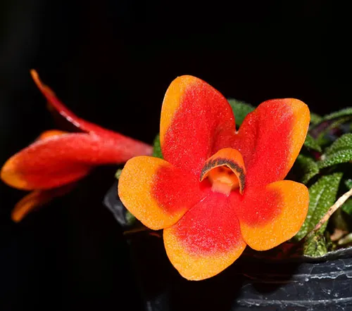 Dendrobium cuthbertsonii var Pepe 002927