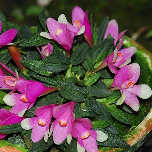Dendrobium cuthbertsonii bicolor