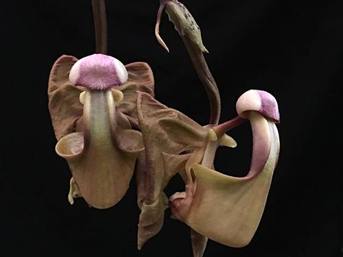 Coryanthes bergoldii