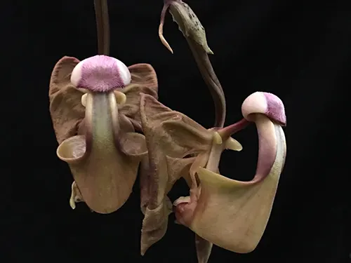 Coryanthes bergoldii