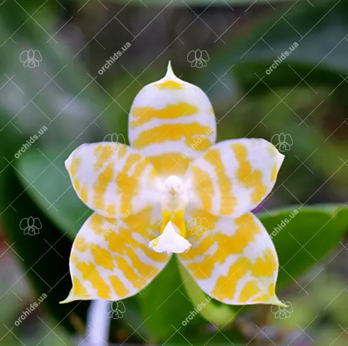 Phalaenopsis KS Super Zebra 'Golden Zebra'