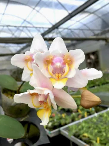 Phalaenopsis Tying Shin Sweet Heart (Peloric)