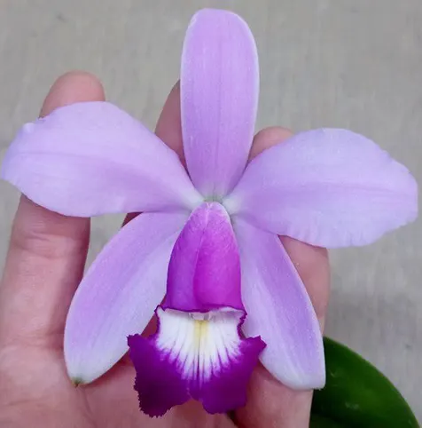Cattleya violacea 'Pink'