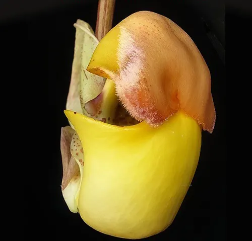 Coryanthes bruchmuelleri x sib