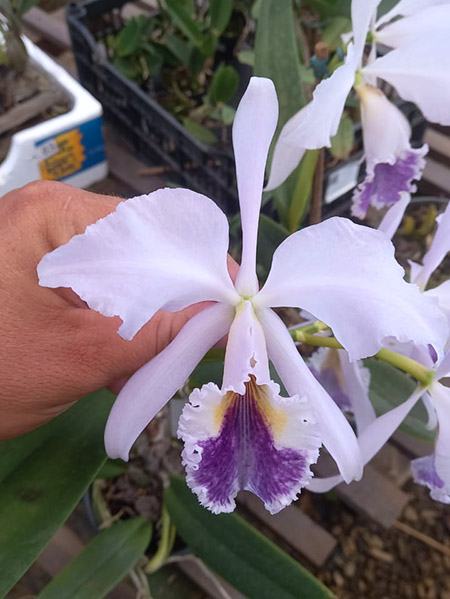 Cattleya labiata coerulea x self