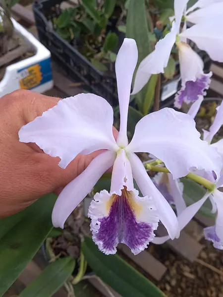 Cattleya labiata coerulea x self