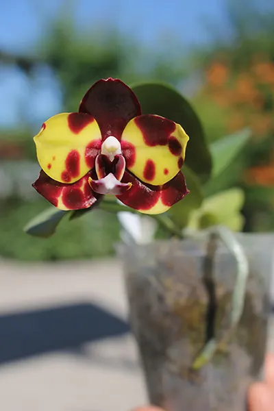 Phalaenopsis Diamond Beauty '1202' x Mituo Reflex Dragon 'B-1' (select #7)