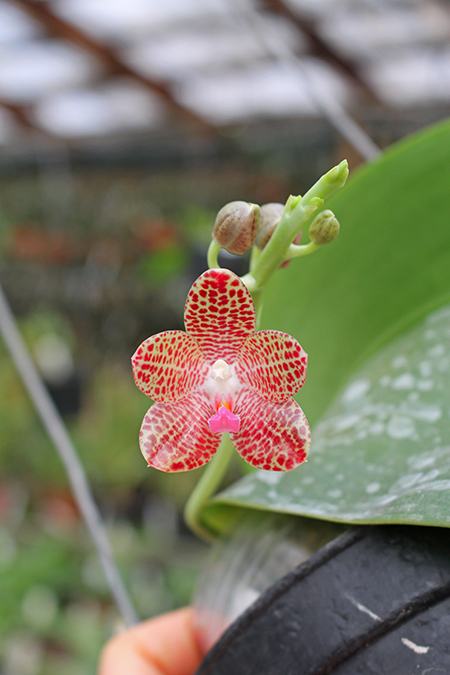Phalaenopsis javanica x gigantea
