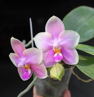 Phalaenopsis Sweet Memory