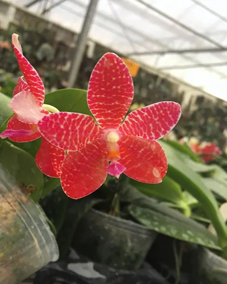 Phalaenopsis gigantea x Singher Pure Love