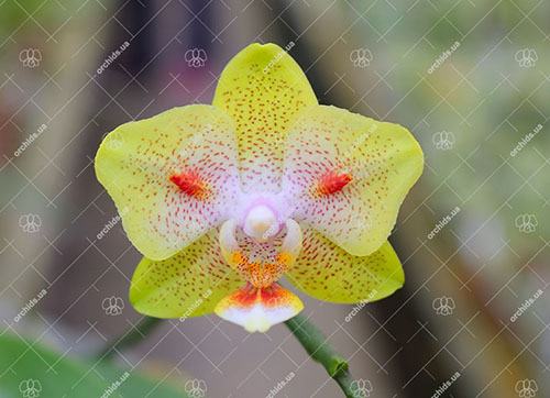 Phalaenopsis Yaphon Green Batman 'ES'