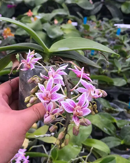 Phalaenopsis equestris x minus