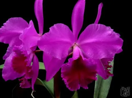 Cattleya jenmannii ('Bela Vista' x rubra)