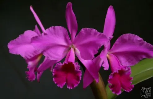Cattleya jenmanii (rubra x rubra)