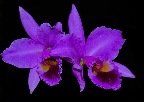 Cattleya labiata ('H Fernabdo Figueira' x Rubra 'mulata')