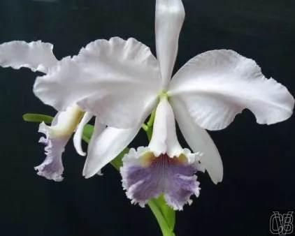 Cattleya labiata coerulea ('Panelas' x 'Sangue Azul')